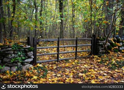 Old wooden gate in a forest with colorful leaves at autumn