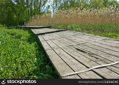 old wooden pier on the marsh in the reeds