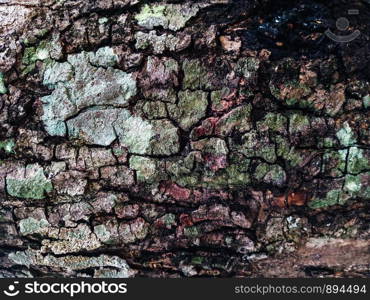 old wooden plank of tree bark