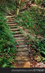 Old wooden steps leading up to the jungle