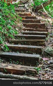 Old wooden steps leading up to the jungle