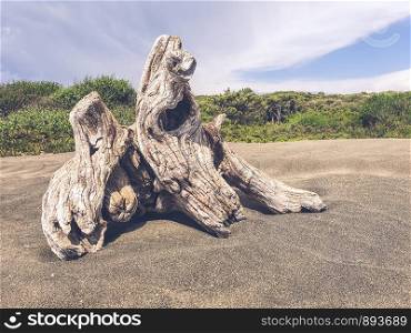 Old wooden stump on the seashore