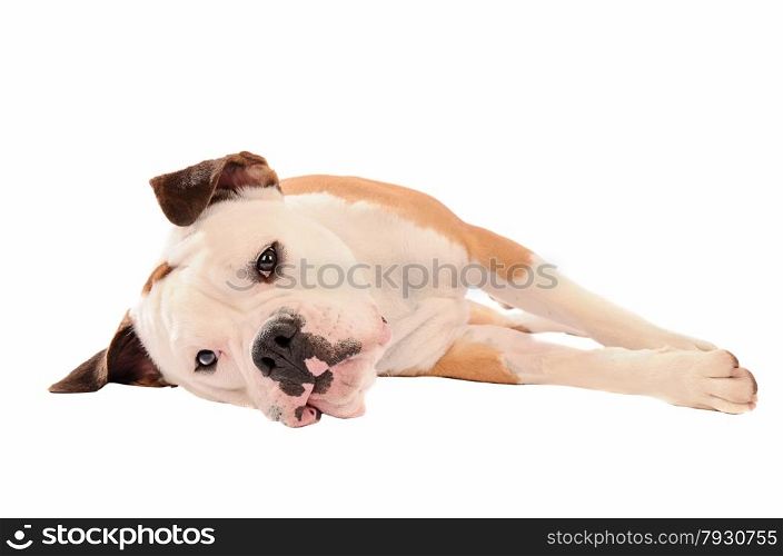 Olde English Bulldogge Laying down on a white background