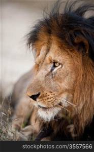 Older male lion near Kruger National Park
