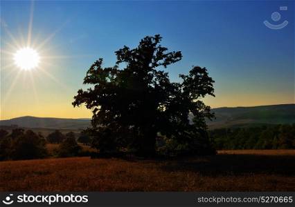 Oldest oak in Romania being estimated approximation to 900 years near Mercheasa village