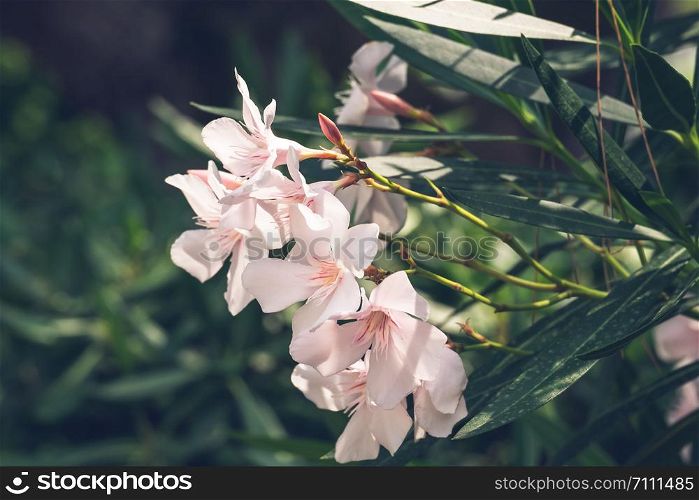 Oleander flowers in the summer garden
