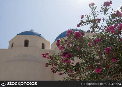 Oleander for the church in Perissa on the island of Santorini in Greece.