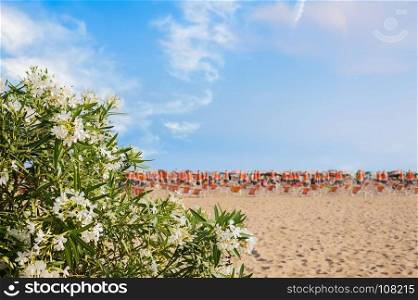 Oleander in bloom, in the background blurred against the blue sky the beach and beach umbrellas. Bibione Italy.