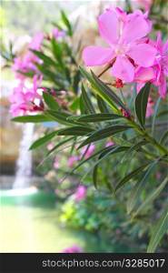 Oleander pink flowers plant paradise waterfall in background