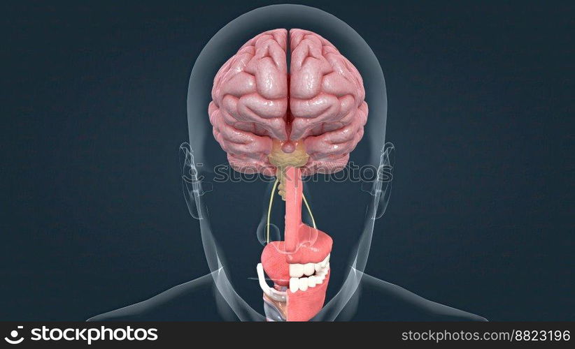 Olfactory organ there are two olfactory bulbs on the bottom side of the brain, one above each nasal cavity 3d illustration. Olfactory organ there are two olfactory bulbs on the bottom side of the brain, one above each nasal cavity.