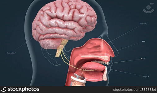 Olfactory organ there are two olfactory bulbs on the bottom side of the brain, one above each nasal cavity 3d illustration. Olfactory organ there are two olfactory bulbs on the bottom side of the brain, one above each nasal cavity.