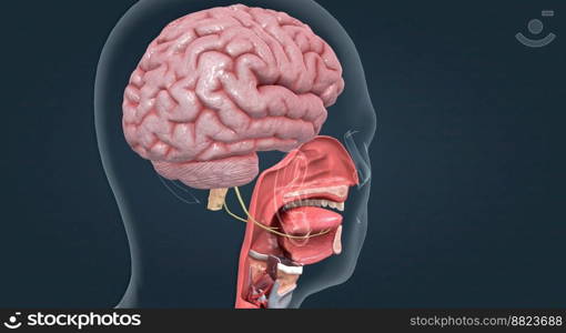 Olfactory organ there are two olfactory bulbs on the bottom side of the brain, one above each nasal cavity 3d illustration. Olfactory organ there are two olfactory bulbs on the bottom side of the brain, one above each nasal cavity.