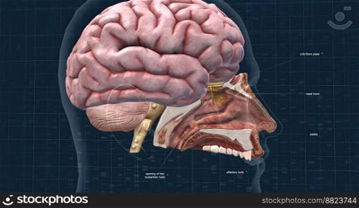 Olfactory organ there are two olfactory bulbs on the bottom side of the brain, one above each nasal cavity 3d illustration. Olfactory organ there are two olfactory bulbs on the bottom side of the brain, one above each nasal cavity.