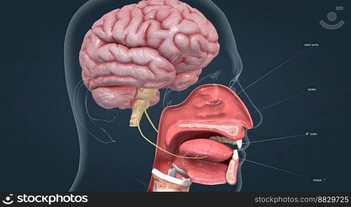 Olfactory organ there are two olfactory bulbs on the bottom side of the brain, one above each nasal cavity 3d illustration. Olfactory organ there are two olfactory bulbs on the bottom side of the brain, one above each nasal cavity.