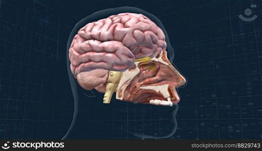 Olfactory organ there are two olfactory bulbs on the bottom side of the brain, one above each nasal cavity 3d illustration. Olfactory organ there are two olfactory bulbs on the bottom side of the brain, one above each nasal cavity.