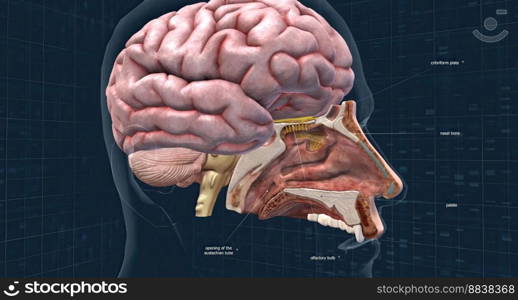 Olfactory organ there are two olfactory bulbs on the bottom side of the brain, one above each nasal cavity 3d illustration. Olfactory organ there are two olfactory bulbs on the bottom side of the brain, one above each nasal cavity.