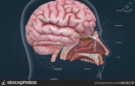 Olfactory organ there are two olfactory bulbs on the bottom side of the brain, one above each nasal cavity 3d illustration. Olfactory organ there are two olfactory bulbs on the bottom side of the brain, one above each nasal cavity.