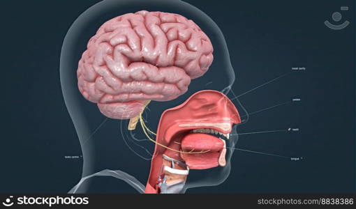 Olfactory organ there are two olfactory bulbs on the bottom side of the brain, one above each nasal cavity 3d illustration. Olfactory organ there are two olfactory bulbs on the bottom side of the brain, one above each nasal cavity.