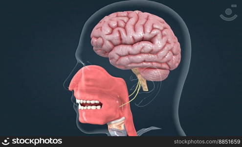 Olfactory organ there are two olfactory bulbs on the bottom side of the brain, one above each nasal cavity 3d illustration. Olfactory organ there are two olfactory bulbs on the bottom side of the brain, one above each nasal cavity.