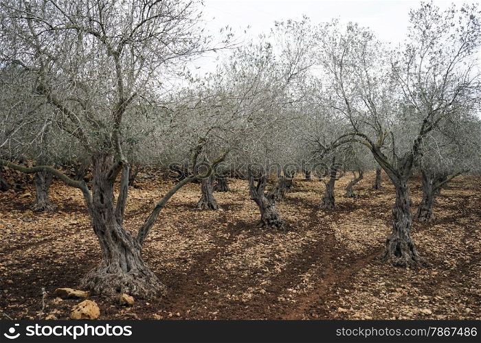 Oliive trees in the orchard in Israel