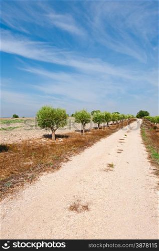 Olive Alley Between the Plowed Fields in Spain