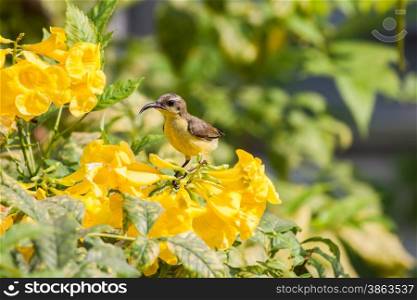 Olive-backed Sunbird or Yellow-bellied Sunbird hold on yellow flower