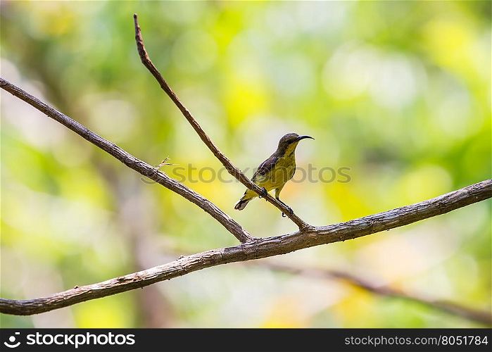 Olive-backed sunbird, Yellow-bellied sunbird on a tree