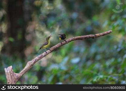 Olive-backed sunbird, Yellow-bellied sunbird on a tree