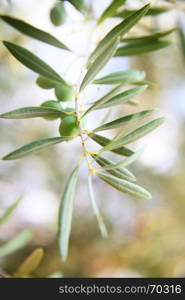 Olive branch close-up. Selective focus, shallow DOF!!!