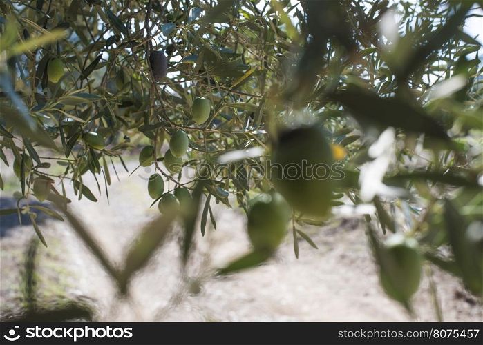 Olive branches on foreground. Olive plantation