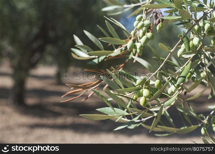 Olive branches on foreground. Olive plantation