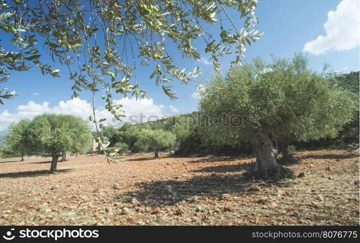 Olive branches on foreground. Olive plantation