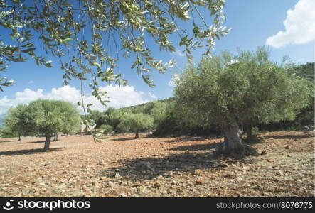 Olive branches on foreground. Olive plantation