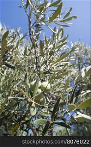 Olive branches on foreground. Olive plantation. Greece