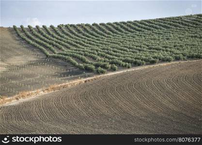 Olive farm. Olive trees in row and blue sky