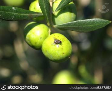 olive fruit dangerous insect,olive fly