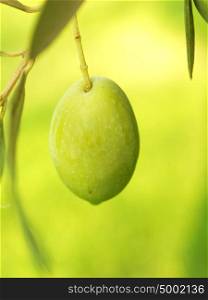 Olive fruit on tree macro