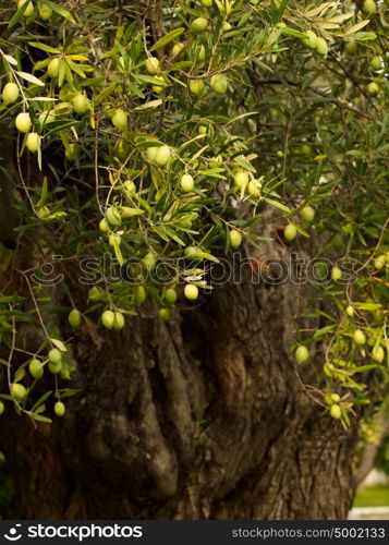 Olive fruit tree