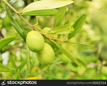 Olive fruit tree with olives