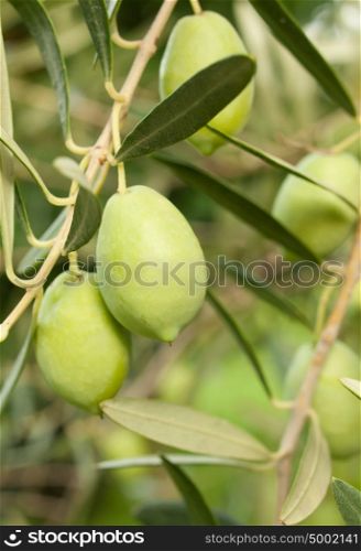 Olive fruit tree with olives