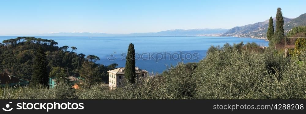 Olive grove at Ligurian coast, Italy. View from Camogli