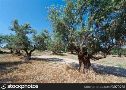 Olive Grove in Israel
