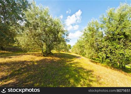 Olive Grove in Italy