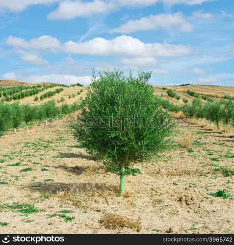 Olive Grove in Spain