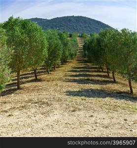 Olive Grove in Spain