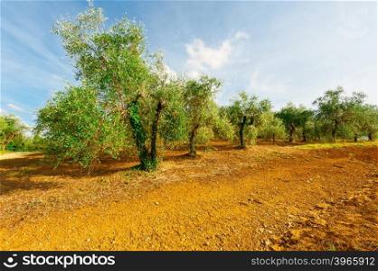 Olive Grove in Spain