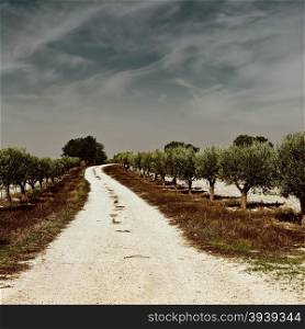 Olive Grove in Spain, Vintage Style Toned Picture