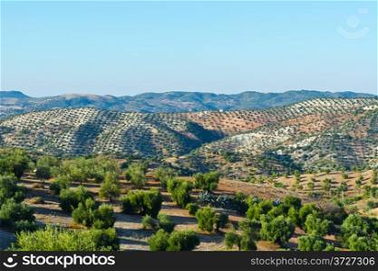 Olive Grove in the Cantabrian Mountain, Spain