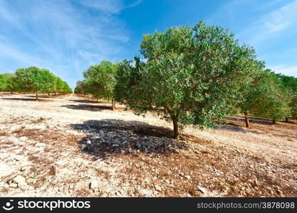 Olive Grove in the Cantabrian Mountains, Spain