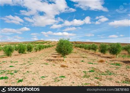 Olive Grove in the Cantabrian Mountains, Spain
